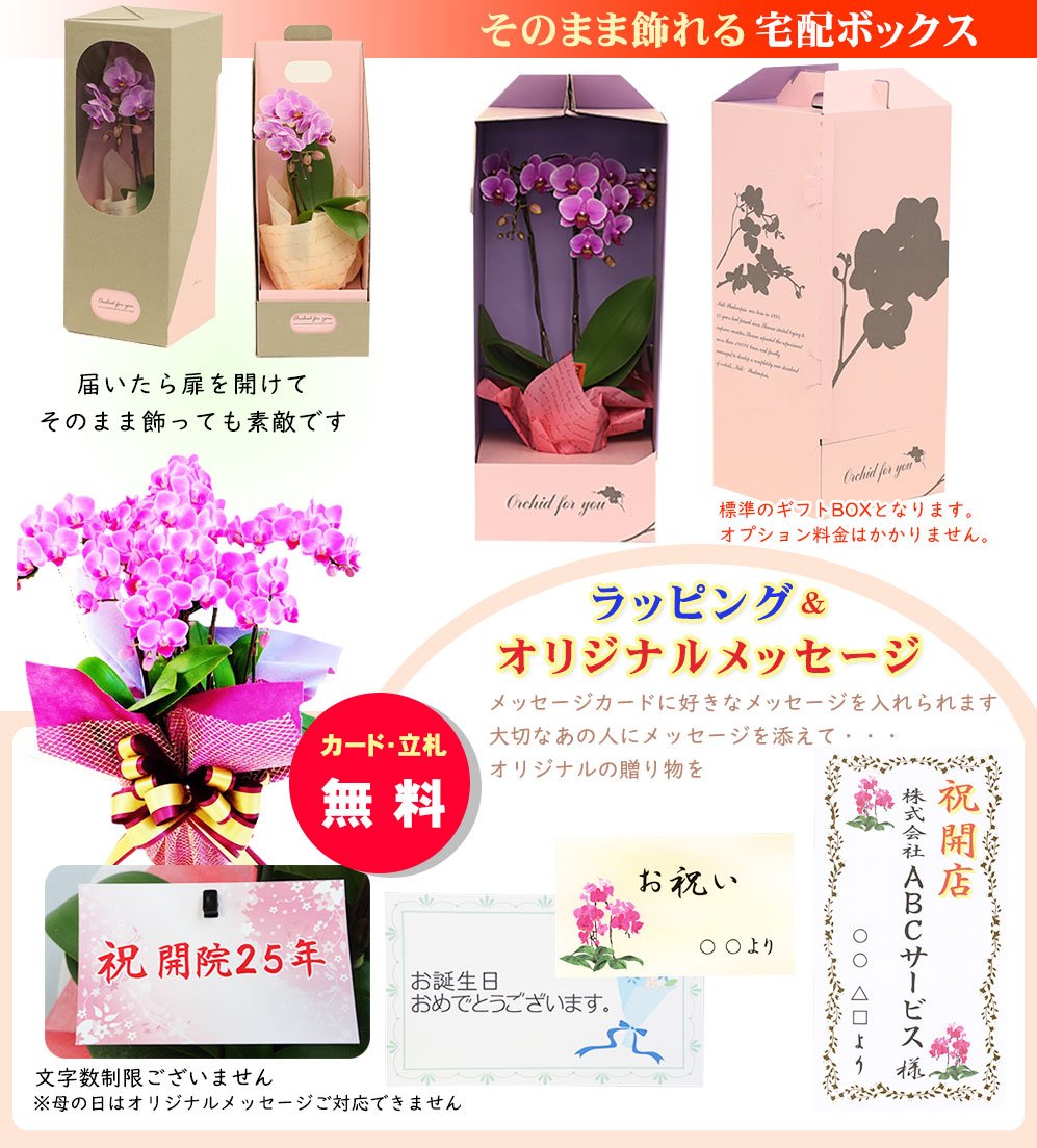 Amazon｜胡蝶蘭 ギフト テーブルBOX入り 3号鉢 1本立 ピンク